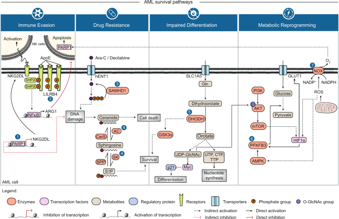New Strategies To Treat Aml: Novel Insights Into Aml Survival Pathways And  Combination Therapies | Leukemia