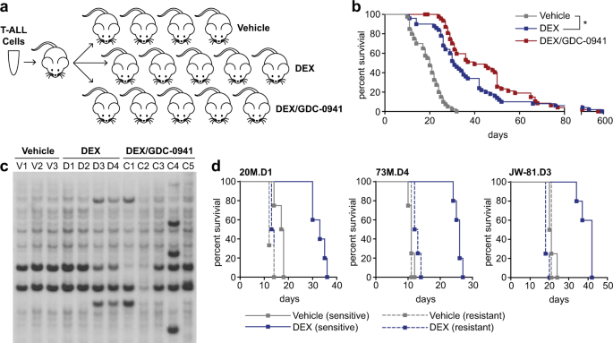 Dexamethasone in vivo use