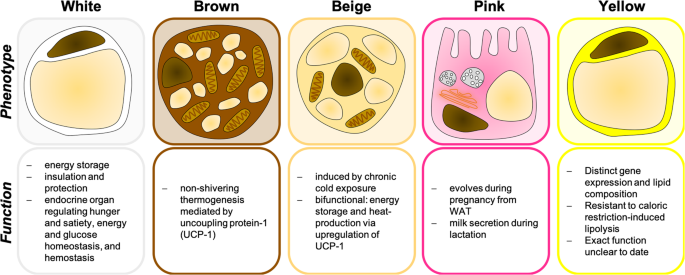 Adipocytes in hematopoiesis and acute leukemia: friends, enemies, or innocent bystanders?