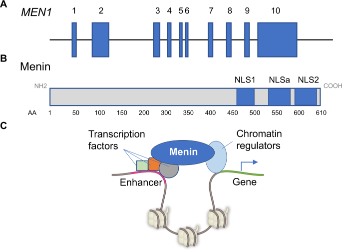 Menin-MLL inhibitors reverse oncogenic activity of MLL fusion proteins in  leukemia
