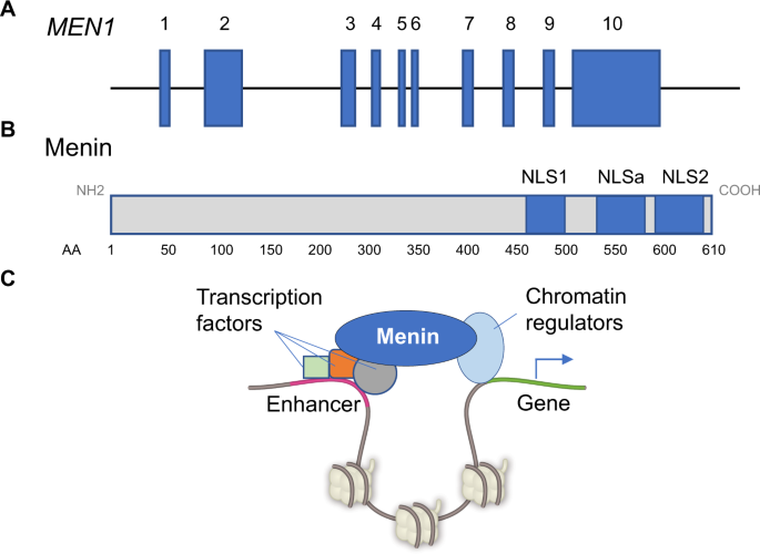 Targeting menin: a promising therapeutic strategy for susceptible acute  leukemia subtypes