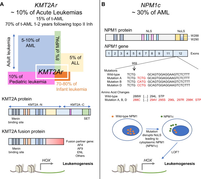 Targeting of epigenetic co-dependencies enhances anti-AML efficacy of Menin  inhibitor in AML with MLL1-r or mutant NPM1