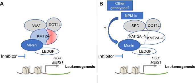 Therapeutic implications of menin inhibition in acute leukemias