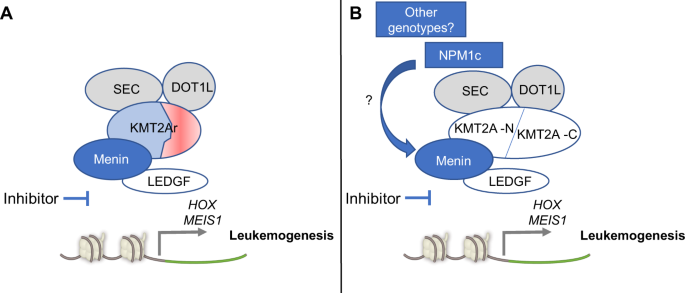 Recent Progress of Small Molecule Menin–MLL Interaction Inhibitors as  Therapeutic Agents for Acute Leukemia