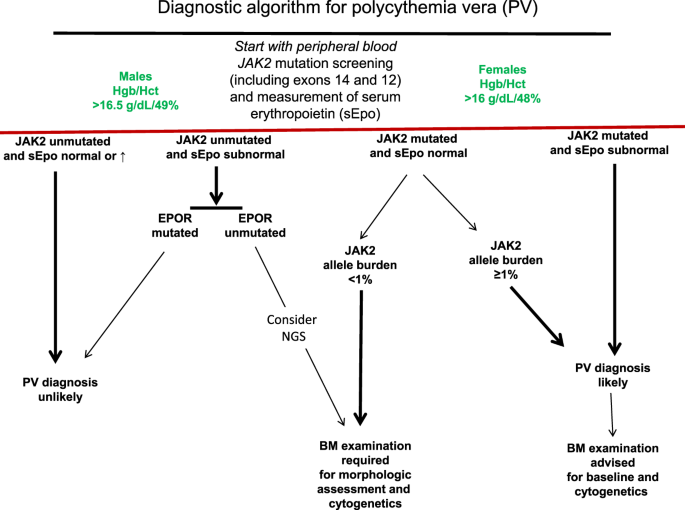 Polycythemia vera: historical oversights, diagnostic details, and  therapeutic views | Leukemia