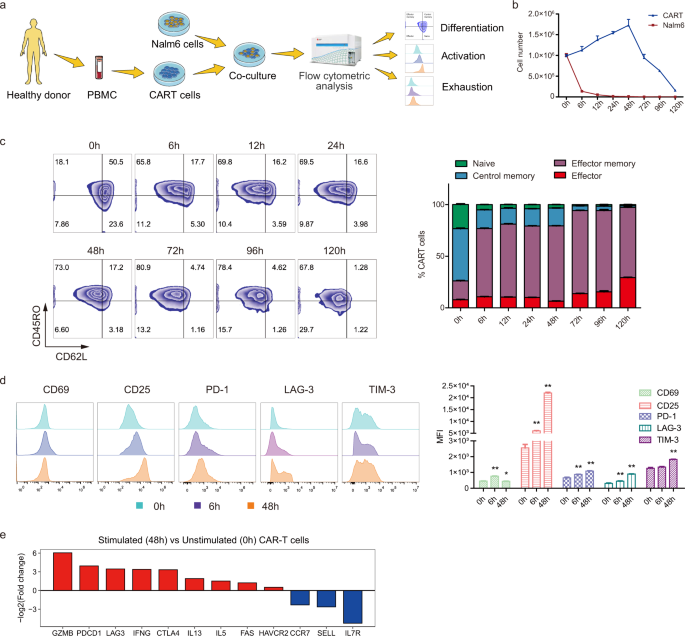 Single-cell atac-seq maps the comprehensive and dynamic chromatin accessibility landscape of car-t cell dysfunction