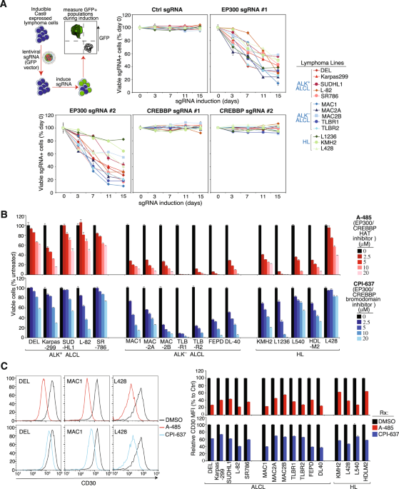 Analysis and therapeutic targeting of the ep300 and crebbp acetyltransferases in anaplastic large cell lymphoma and hodgkin lymphoma