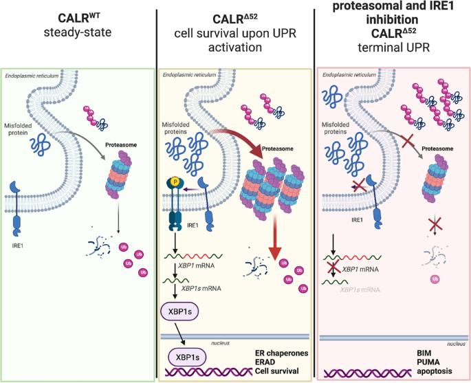CALR-mutated cells are vulnerable to combined inhibition of ...