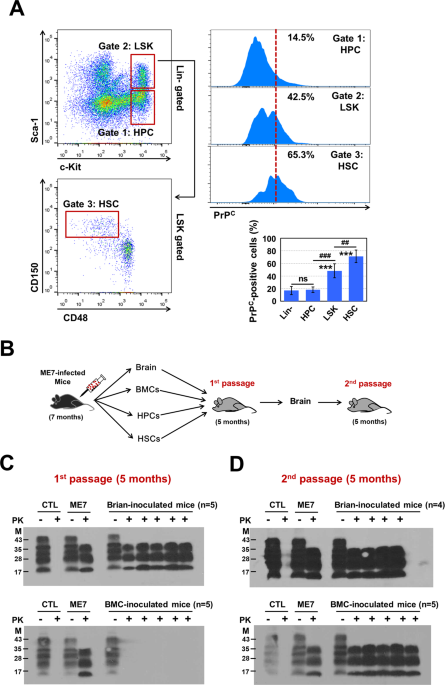 Prion infection modulates hematopoietic stem/progenitor cell fate through cell-autonomous and non-autonomous mechanisms