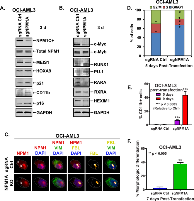 Targeting of epigenetic co-dependencies enhances anti-AML efficacy of Menin  inhibitor in AML with MLL1-r or mutant NPM1