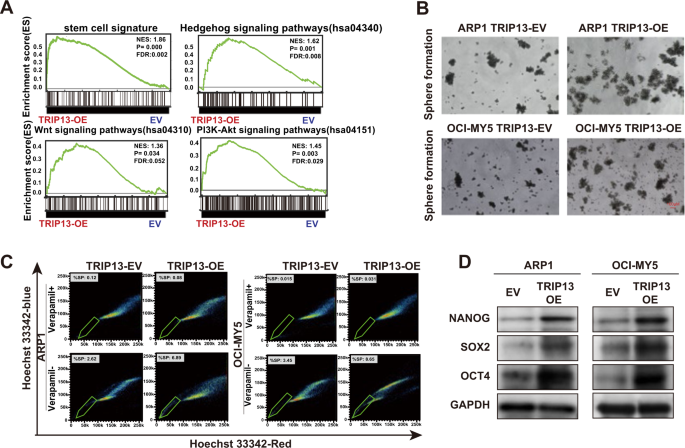 Aberrant activation of TRIP13-EZH2 signaling axis promotes