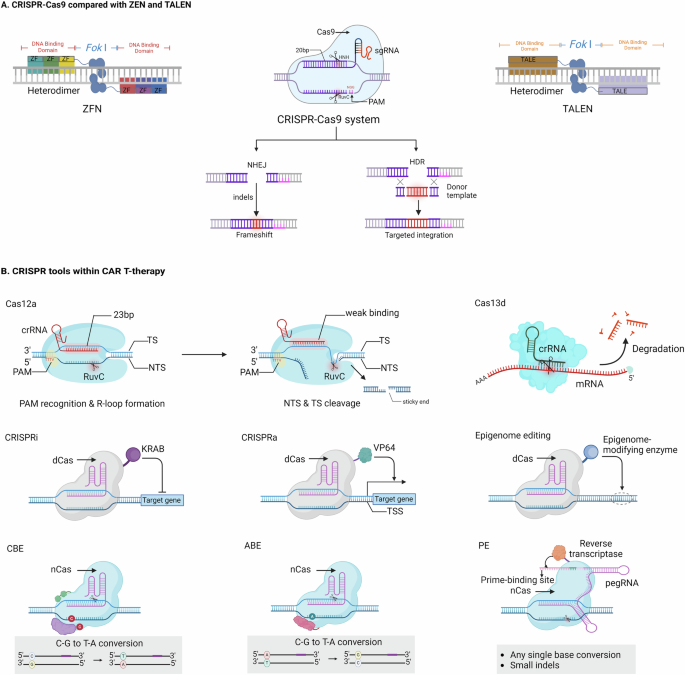 Leveraging CRISPR gene editing technology to optimize the efficacy