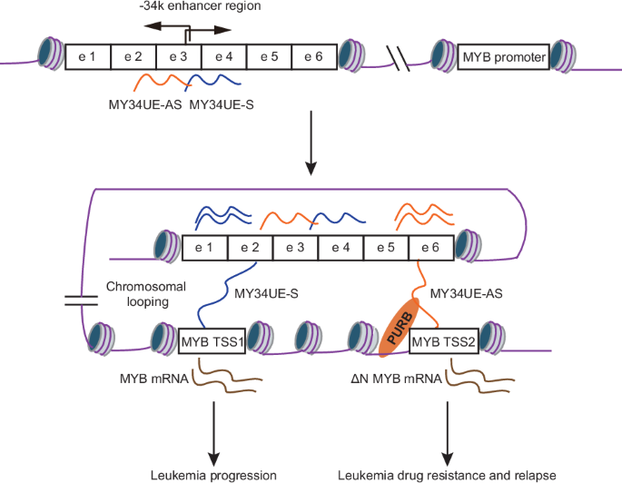 Distal enhancer RNAs regulate alternative promoter usage of MYB and drug resistance in human leukemia cells - Leukemia