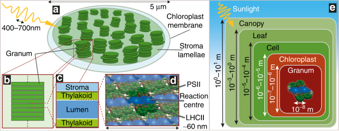 Nanophotonics of higher-plant photosynthetic membranes | Light: Science &  Applications