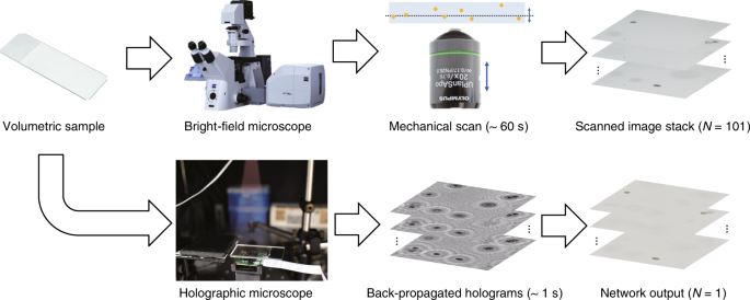 Bright-field holography: cross-modality deep learning enables snapshot 3D  imaging with bright-field contrast using a single hologram | Light: Science  & Applications
