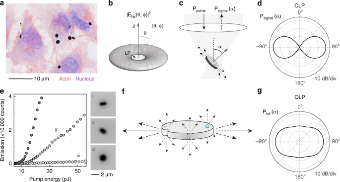 Hsp90a Inhibition Promotes Anti Tumor Immunity By Reversing Multi Modal Resistance And Stem Like Property Of Immune Refractory Tumors Nature Communications