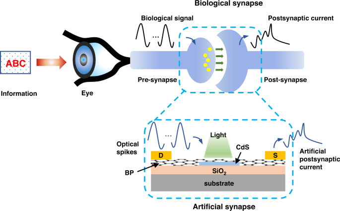 Human brain stimulated by artificial synaptic device