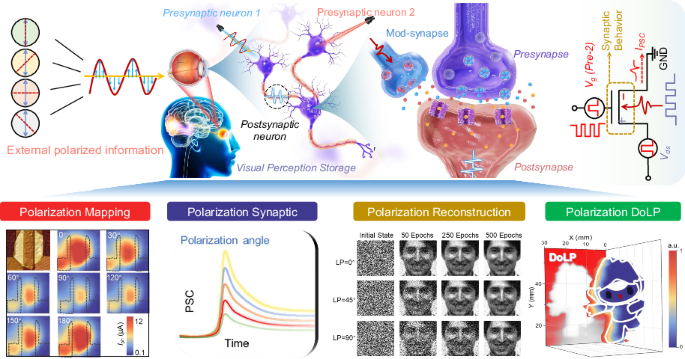 Polarization-sensitive neuromorphic vision sensing enabled by pristine black arsenic-phosphorus - Light: Science & Applications