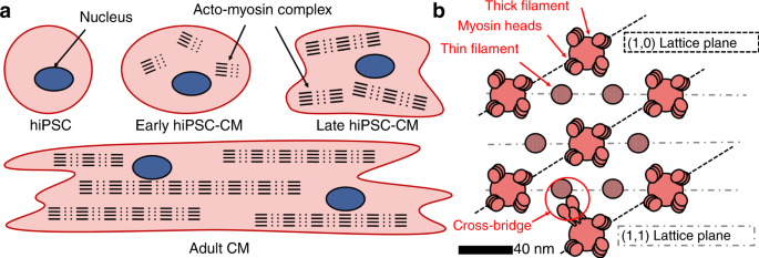 Probing The Subcellular Nanostructure Of Engineered Human Cardiomyocytes In 3d Tissue Microsystems Nanoengineering