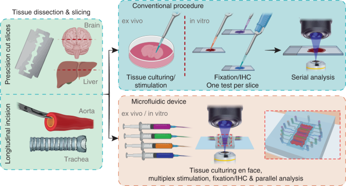 A versatile microfluidic device for multiple ex vivo/in vitro tissue assays  unrestrained from tissue topography