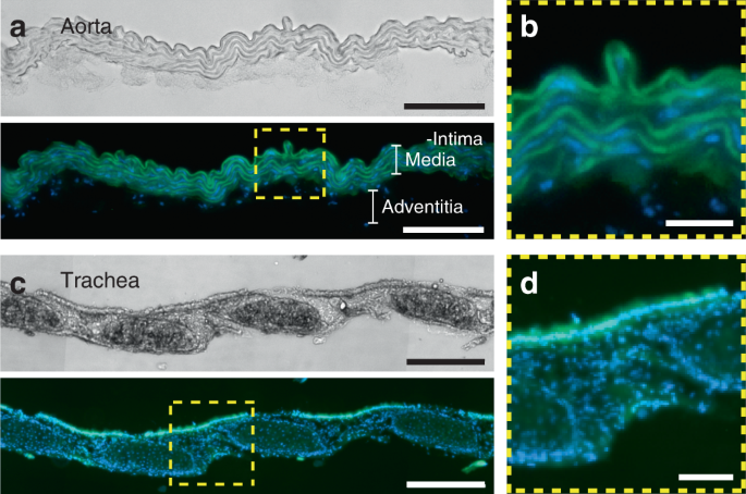 A versatile microfluidic device for multiple ex vivo/in vitro tissue assays  unrestrained from tissue topography