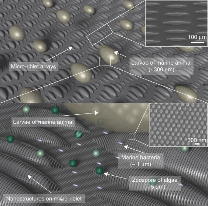 A metallic anti-biofouling surface with a hierarchical topography containing nanostructures on curved micro-riblets