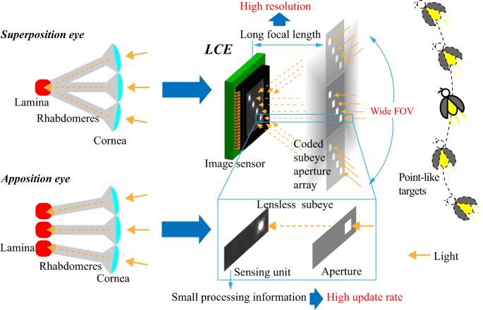 Lensless Compound Eye Microsystem