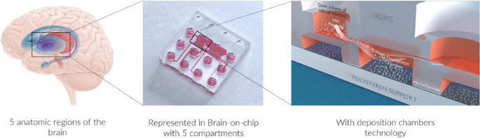 Deposition chamber technology as building blocks for a standardized  brain-on-chip framework | Microsystems & Nanoengineering