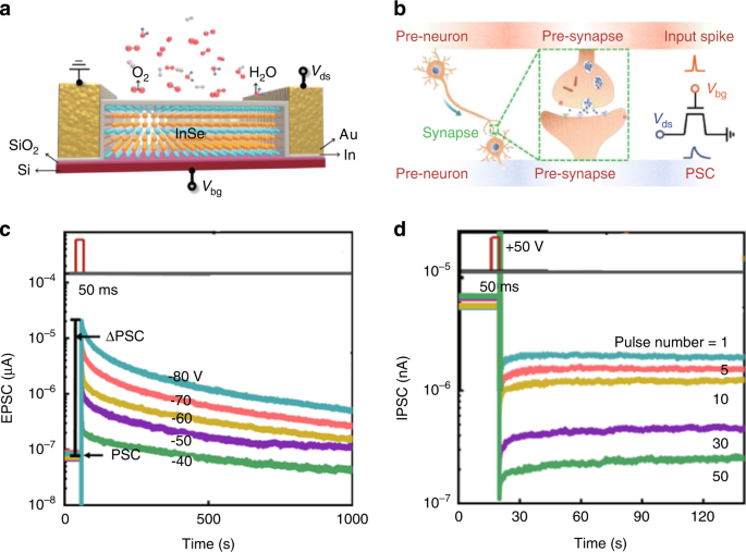 Recent progress in three-terminal artificial synapses based on 2D