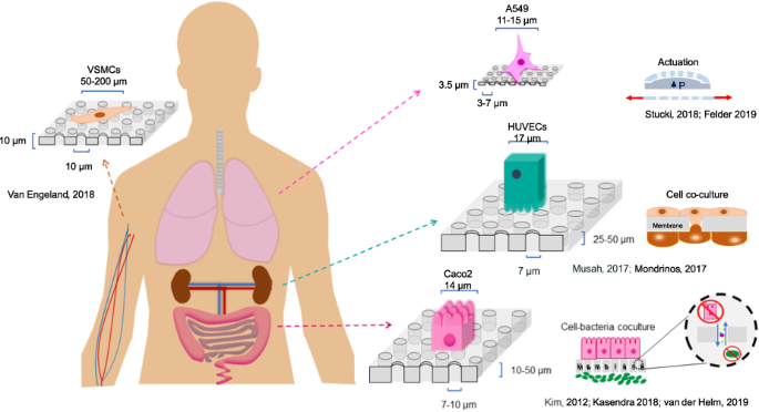 Membranes  May 2021 - Browse Articles