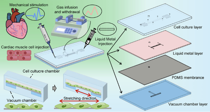 Strain sensor on a chip for quantifying the magnitudes of tensile stress on cells