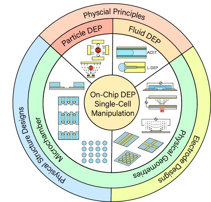 On-chip dielectrophoretic single-cell manipulation | Microsystems 