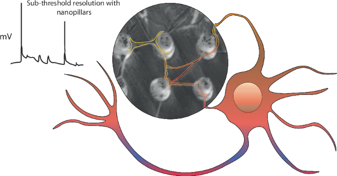 Supra- and sub-threshold intracellular-like recording of 2D and 3D ...