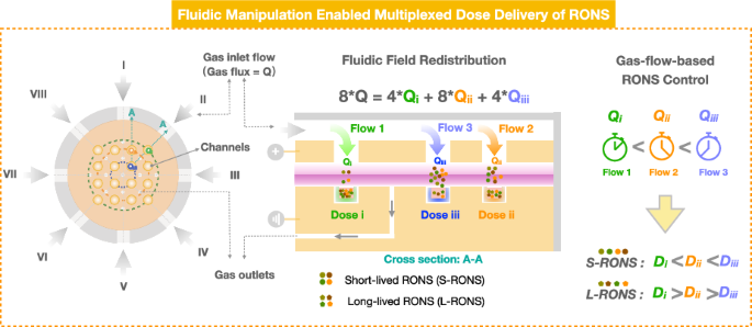 Fluidic-manipulation-enabled multiplexed dose delivery of RONS by a CAP chip for dose optimization enhancement