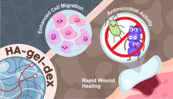 Programmable viscoelastic hydrogels exhibit antimicrobial and regenerative properties to promote cell migration, wound healing, and tissue remodeling