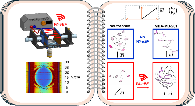 Differential migratory phenotypes of human neutrophils and breast cancer cells in a wireless unidirectional electric field platform