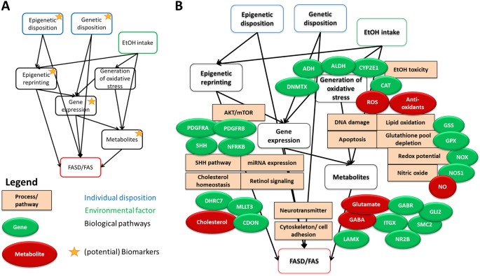 Fetal Alcohol Disorders Are Equally >> Review And Gap Analysis Molecular Pathways Leading To Fetal Alcohol Fetal Alcohol Disorders Are Equally >> Review And Gap Analysis Molecular Pathways Leading To Fetal Alcohol