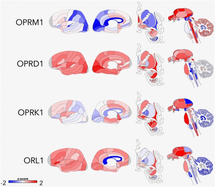 Endogenous Opioid System Dysregulation In Depression Implications For New Therapeutic Approaches Molecular Psychiatry