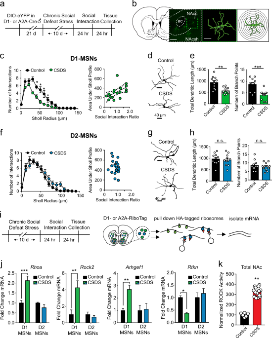 dendritic remodeling of d1 neurons by rhoa rho kinase mediates fig 1