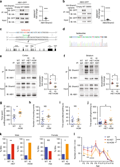 An autism-linked missense mutation in SHANK3 reveals the