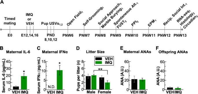 Prenatal Infection May Alter Behavior >> Sex Dependent Neurobiological Features Of Prenatal Immune Activation Prenatal Infection May Alter Behavior >> Sex Dependent Neurobiological Features Of Prenatal Immune Activation