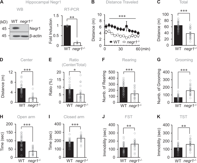 Negr1 controls adult hippocampal neurogenesis and affective
