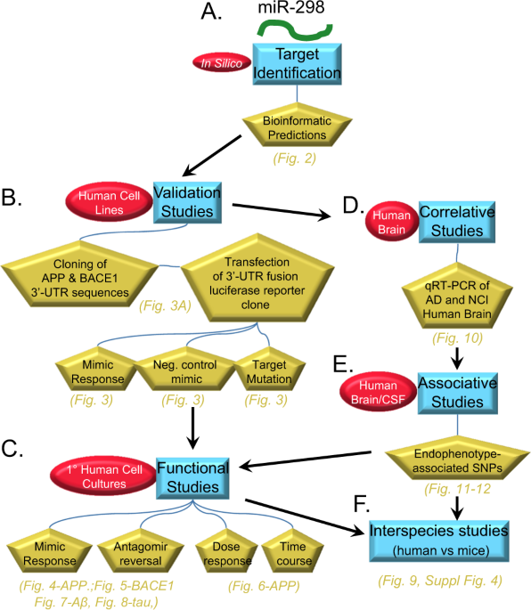 Microrna 298 Reduces Levels Of Human Amyloid B Precursor Protein App B Site App Converting Enzyme 1 Bace1 And Specific Tau Protein Moieties Molecular Psychiatry Microrna 298 Reduces Levels Of Human Amyloid B Precursor Protein App B Site App Converting Enzyme 1 Bace1 And Specific Tau Protein Moieties Molecular Psychiatry
