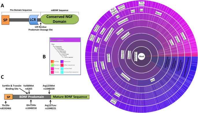Neurobiology Of nf In Fear Memory Sensitivity To Stress And Stress Related Disorders Molecular Psychiatry
