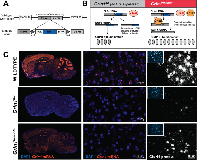 Consequences of nmda receptor deficiency can be rescued in the adult brain