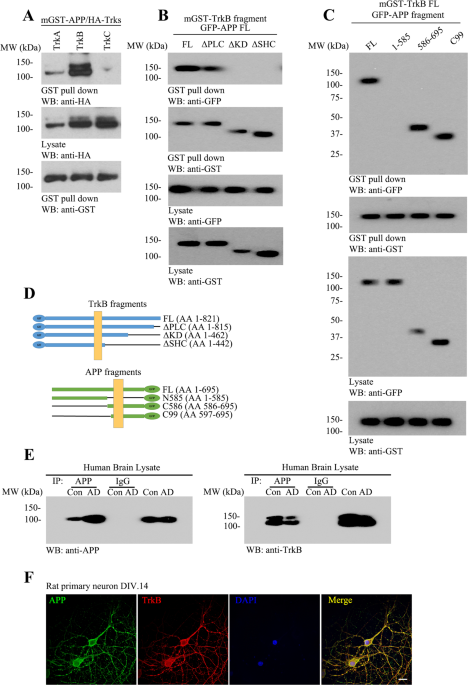 Trkb receptor cleavage by delta-secretase abolishes its phosphorylation of app, aggravating alzheimer’s disease pathologies