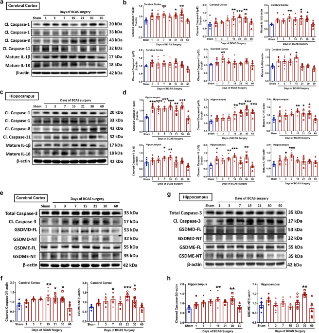 Aim2 Inflammasome Mediates Hallmark Neuropathological Alterations And Cognitive Impairment In A Mouse Model Of Vascular Dementia Molecular Psychiatry Aim2 Inflammasome Mediates Hallmark Neuropathological Alterations And Cognitive Impairment In A Mouse Model Of Vascular Dementia Molecular Psychiatry