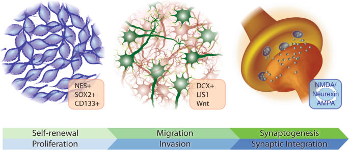 Can gliomas provide insights into promoting synaptogenesis?