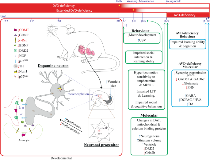 Vitamin D And Schizophrenia Years On Molecular Psychiatry