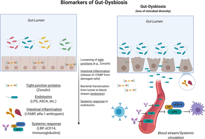 dysbiosis markerek)